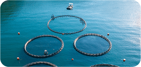 Aquaculture And Its Global Relevance Esco Lifesciences