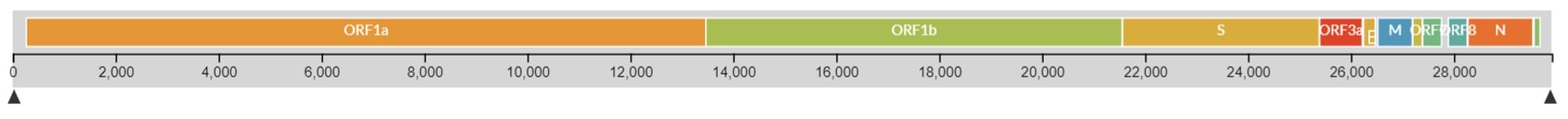 Genome (29.7 kb organization of SARS-CoV-2)