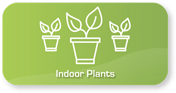 Indoor plants