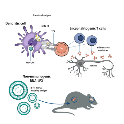 Figure 4. Inducing Tolerance with an Anti-inflammatory mRNA Vaccine