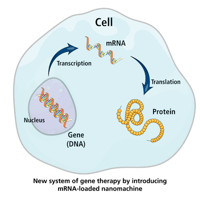 Figure 5. Gene Therapy using mRNA-loaded Nanomachine.