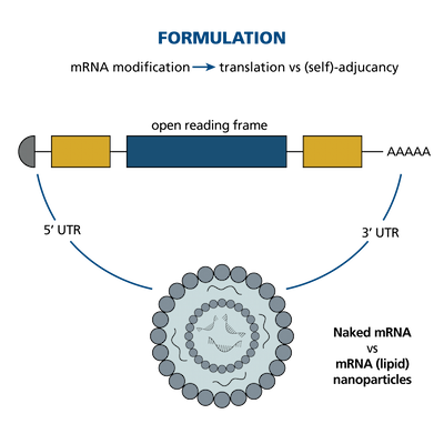 Figure 3. mRNA Vaccine Design.