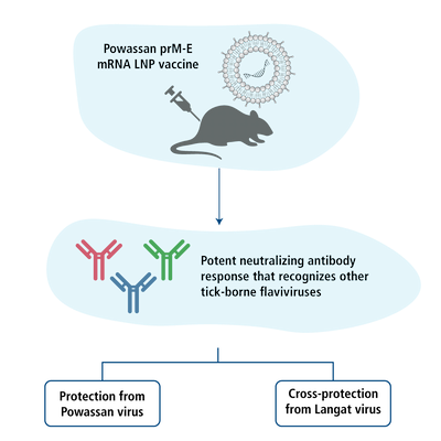 Figure 6. An mRNA Vaccine Protects Mice against Multiple Tick-Transmitted Flavivirus Infections