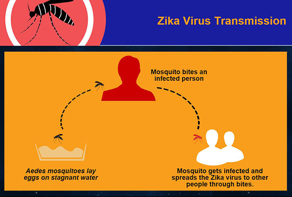 Zika Virus Transmission Zika Virus Transmission